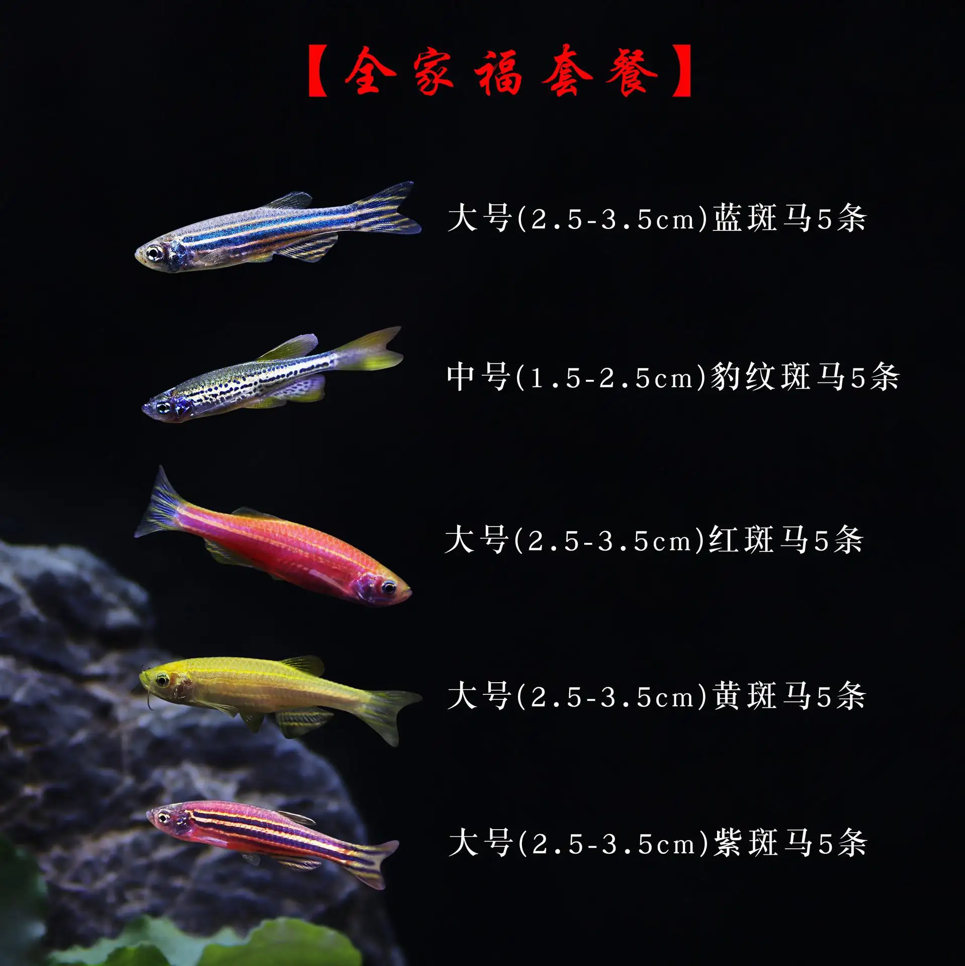 红蓝斑马鱼怎么养(红蓝斑马鱼多久繁殖一次)