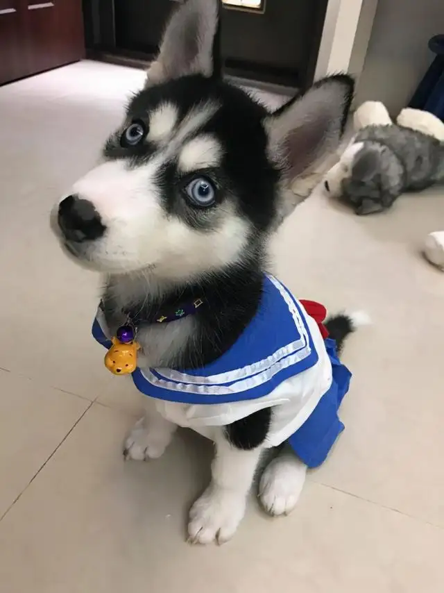 两个月大的哈士奇怎么养(两个月大的哈士奇需要注意什么)